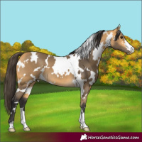 Horse Color:White Spotted Buckskin 