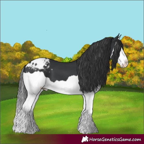 Horse Color:Black Splash Appaloosa 
