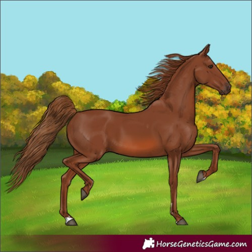 Horse Color:Chestnut 