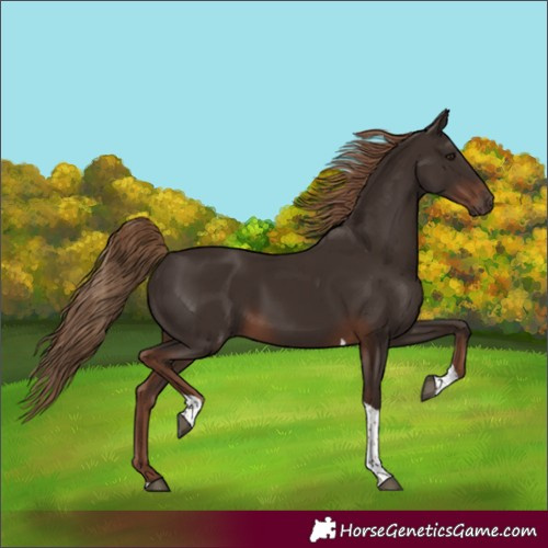 Horse Color:Liver Chestnut Tobiano Rabicano 