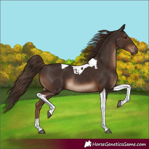 Horse Color:Liver Chestnut Tobiano Rabicano 