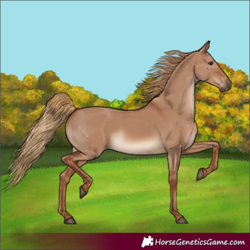 Horse Color:Unknown 