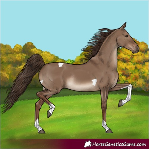 Horse Color:Unknown 