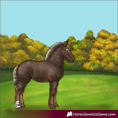 Horse Color:Gray Chocolate Palomino  and Gray Chocolate Palomino 