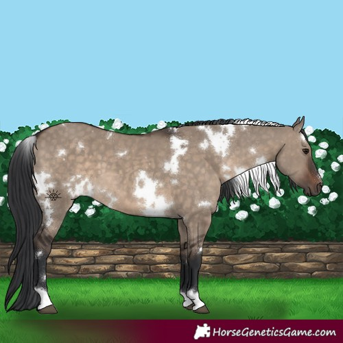 Horse Color:White Spotted Brown Dun 