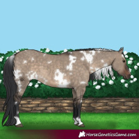 Horse Color:White Spotted Brown Dun 