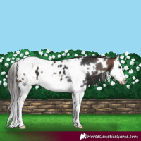 Horse Color:White Spotted Bay Splash Appaloosa