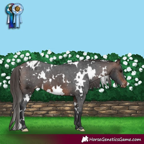 Horse Color:White Spotted Brown Appaloosa