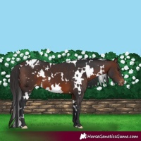 Horse Color:White Spotted Brown Appaloosa 