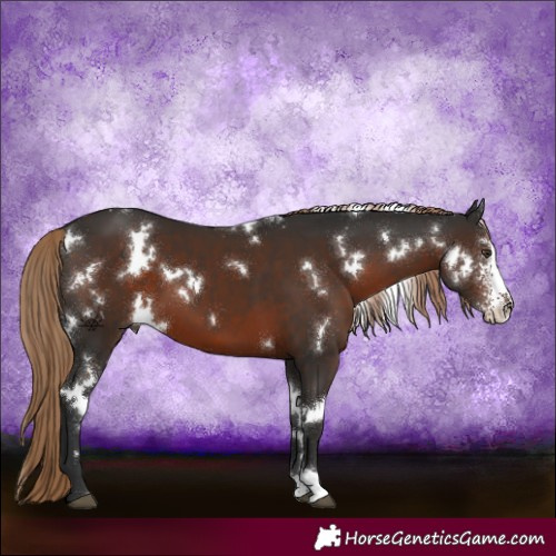 Horse Color:White Spotted Liver Chestnut Sabino 