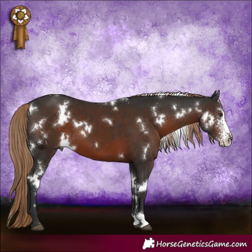 Horse Color:White Spotted Liver Chestnut Sabino 