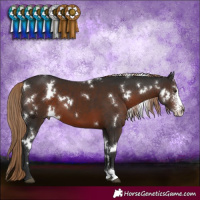 Horse Color:White Spotted Liver Chestnut Sabino 