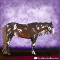 Horse Color:White Spotted Liver Chestnut Sabino
