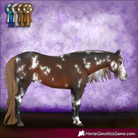 Horse Color:White Spotted Liver Chestnut Sabino
