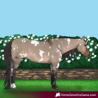 Horse Color:White Spotted Brown Dun 