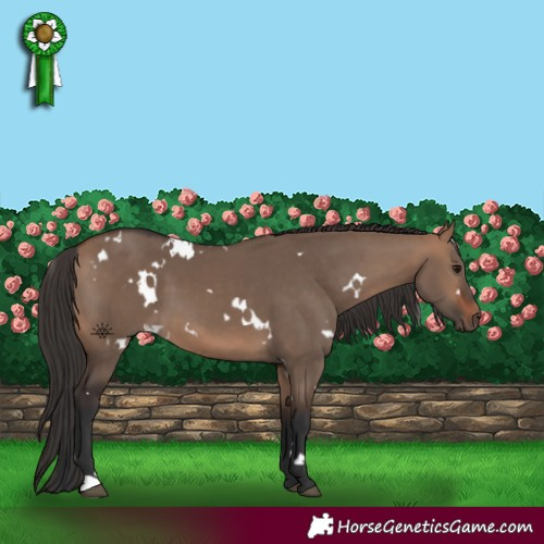 Horse Color:White Spotted Bay Dun 