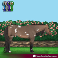 Horse Color:White Spotted Bay Dun 