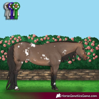 Horse Color:White Spotted Bay Dun 