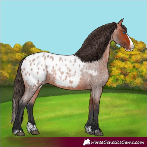 Horse Color:Bay Roan Splash Appaloosa 
