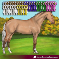 Horse Color:Silver Bay Dun 