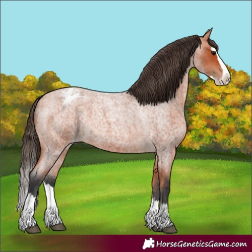 Horse Color:Bay Roan Splash Appaloosa