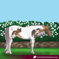 Horse Color:Painted White Spotted Buckskin Tobiano 