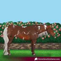 Horse Color:White Spotted Silver Bay 