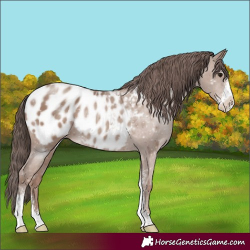 Horse Color:Classic Champagne Sabino Appaloosa 