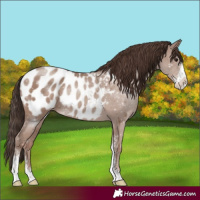 Horse Color:Classic Champagne Sabino Appaloosa
