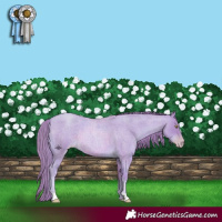 Horse Color:Watercolor Gold Champagne Roan 
