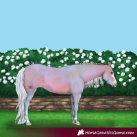Horse Color:Watercolor Silver Brown 