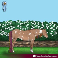 Horse Color:Painted White Spotted Red Dun 
