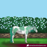 Horse Color:Painted Watercolor Brown Tobiano 