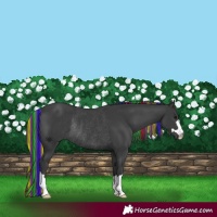Horse Color:Painted Black Rabicano 