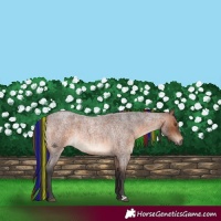 Horse Color:Painted Brown Roan Rabicano