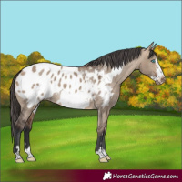 Horse Color:Bay Dun Frame Appaloosa
