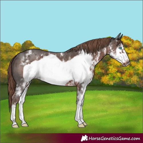 Horse Color:Liver Chestnut Sabino Frame 