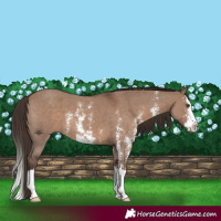 Horse Color:Liver Red Dun Sabino Splash