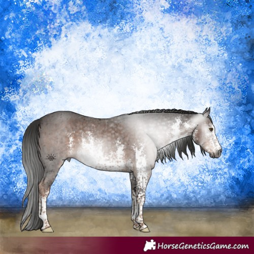 Horse Color:Gray White Spotted Liver Chestnut Sabino 