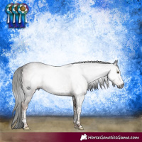 Horse Color:Gray White Spotted Liver Chestnut Sabino