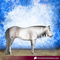 Horse Color:Gray White Spotted Liver Chestnut Sabino 