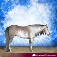 Horse Color:Gray White Spotted Liver Chestnut Sabino