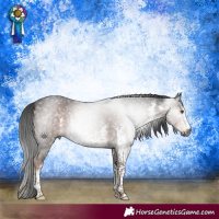 Horse Color:Gray White Spotted Liver Chestnut Sabino