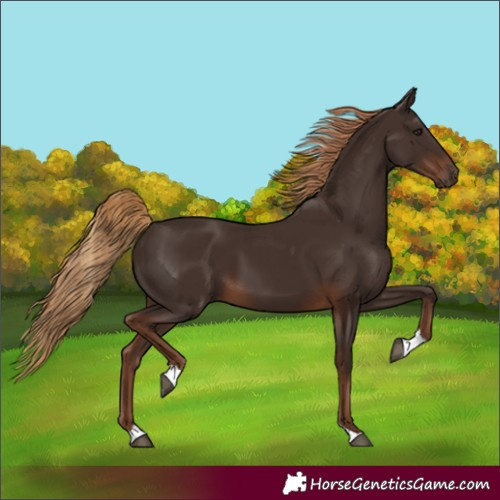 Horse Color:Liver Chestnut Tobiano 