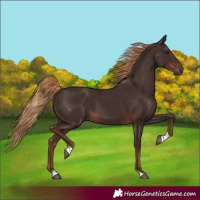 Horse Color:Liver Chestnut Tobiano 