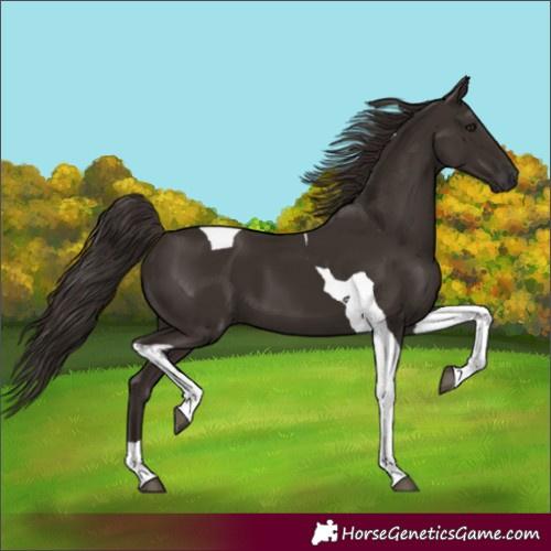 Horse Color:Liver Chestnut Tobiano 