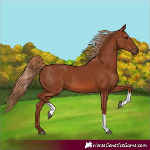 Horse Color:Chestnut Tobiano 