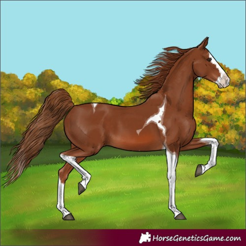 Horse Color:Chestnut Splash Tobiano 