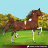 Horse Color:Chestnut Splash Tobiano 