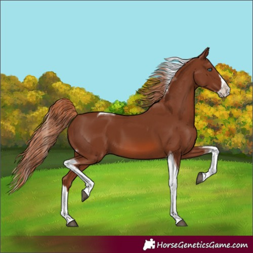 Horse Color:Chestnut Splash Tobiano 